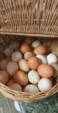 Fresh chicken eggs for sale  BARROW-UPON-HUMBER