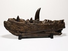 Megalosauro mascella dinosauro usato  Spedire a Italy