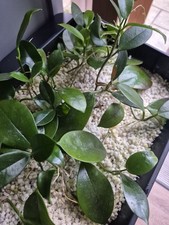 Hoya wax plant for sale  GLOUCESTER