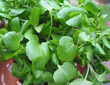 Herb watercress nasturtium for sale  SALISBURY