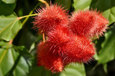 Samen annatto bixa gebraucht kaufen  Calw