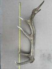 Deer antler large for sale  LUTTERWORTH