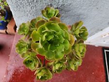 Green aeonium succulent for sale  Los Angeles