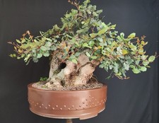 Pre bonsai esemplare usato  San Pancrazio Salentino