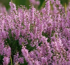 100 seeds scotch for sale  USA