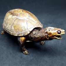 Weird bad taxidermy for sale  Murphy