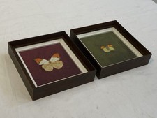 farfalle 2 quadro usato  Latina