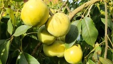 White sapote vernon for sale  Winter Park