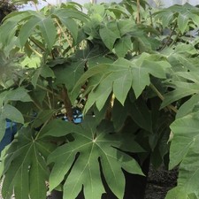 Tetrapanax papyrifer rex for sale  YORK