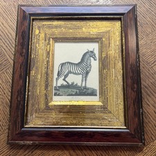 Zebra framed print for sale  BEXHILL-ON-SEA
