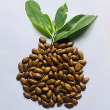 500 semi soursop usato 500 semi soursop usato  Spedire a Italy