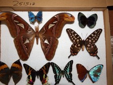 schmetterling morpho gebraucht kaufen schmetterling morpho gebraucht kaufen Pliezhausen