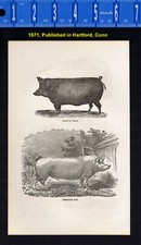 Hogs suffolk beech for sale  Enterprise