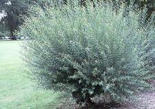One basket willow for sale  Russell