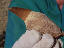 dinosaur fossil dinosaur tooth for sale dinosaur fossil dinosaur tooth for sale Tucson