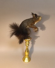 Taxidermy cabinet curiosites usato  Roma