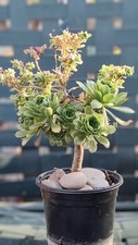Unique green aeonium for sale  Corona