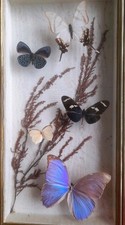Papillons entomologie bel d'occasion  Huelgoat