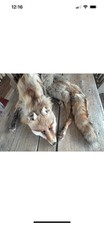 Genuine red fox for sale  ST. AUSTELL