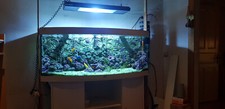 Meerwasseraquarium 450 liter gebraucht kaufen Meerwasseraquarium 450 liter gebraucht kaufen  Hamburg