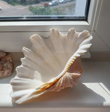Wunderschöne große muschel gebraucht kaufen  Berlin