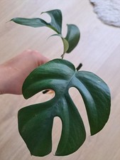 Ableger rhaphidophora tetraspe gebraucht kaufen  Nürnberg