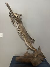 Bobcat taxidermy mount for sale  Biloxi
