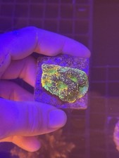 Ultra acan echinata for sale  MELTON MOWBRAY