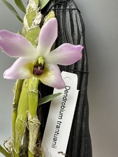 Dendrobium trantuanii usato  Spedire a Italy