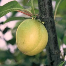 Pflaumenbaum ntariopflaume bus gebraucht kaufen  Quakenbrück