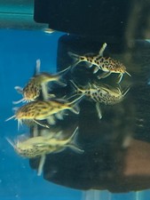 Synodontis multipunctatus 2.5 for sale  Kissimmee