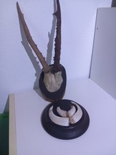Konvolut reh geweihe gebraucht kaufen  Raschau-Markersbach