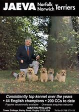 Norfolk norwich terrier for sale  COLEFORD