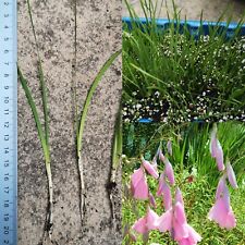 Dierama pulcherrimum mix for sale  GLASGOW