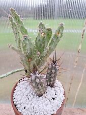 Cactus for sale  Ireland