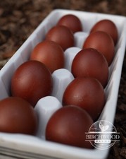 Black copper marans for sale  Athens