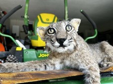Bobcat taxidermy full for sale  Gig Harbor