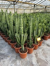 Euphorbia eritrea grande usato  Pontinia