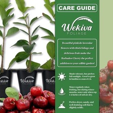 Barbados cherry tree for sale  USA