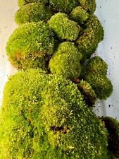 Fresh bun moss for sale  ISLEWORTH