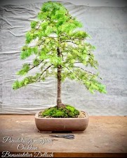 Pseudotsuga menziesii douglasi gebraucht kaufen  Golßen