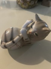 Playful kitten for sale  Hereford