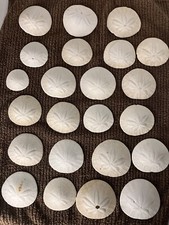 Sand dollars pacific for sale  Aumsville