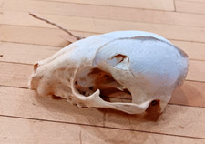 Cleaned raccoon skull for sale  New Glarus