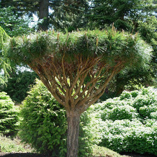 Pinus densiflora umbraculifera d'occasion  Pouzauges