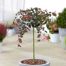 Chinese witch hazel for sale  UK