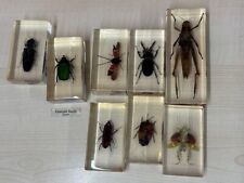 Real life bugs for sale  HULL