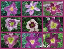 Mixed purple daylily for sale  Mount Pleasant