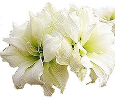 plants house amaryllis for sale  South Windsor