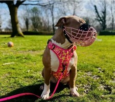Bully staffie large for sale  BURTON-ON-TRENT